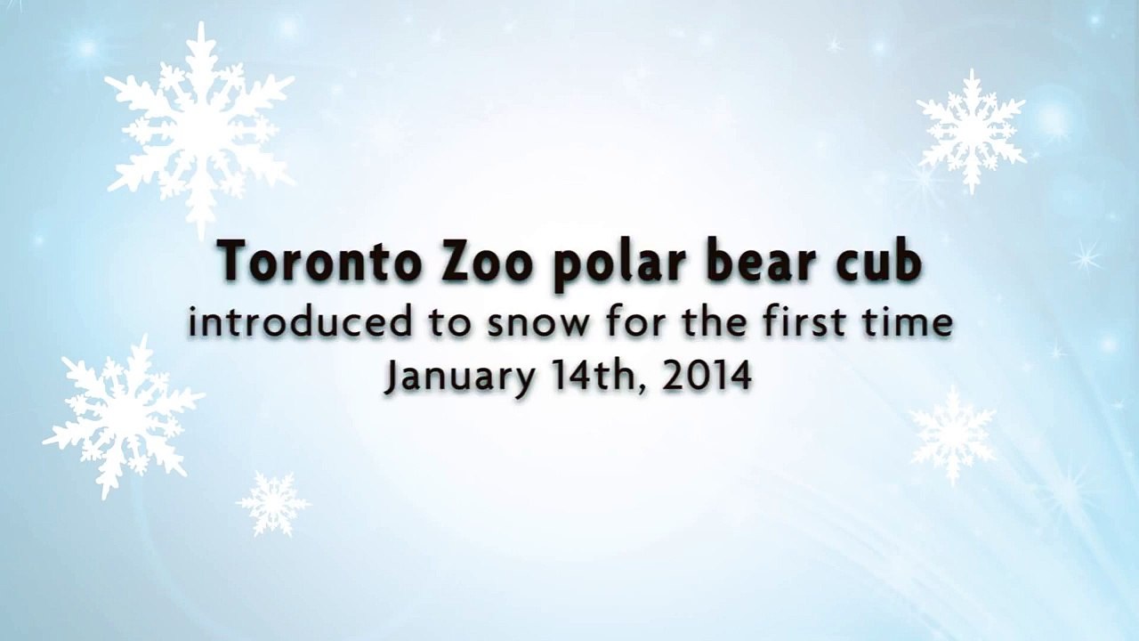Toronto Zoo Polar Bear Cub Introduced to Snow for the First Time(1)