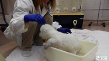 Toronto Zoo Polar Bear Cub Takes First Bath(1)