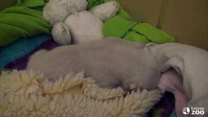 Trilling the sound of a content bear(1)