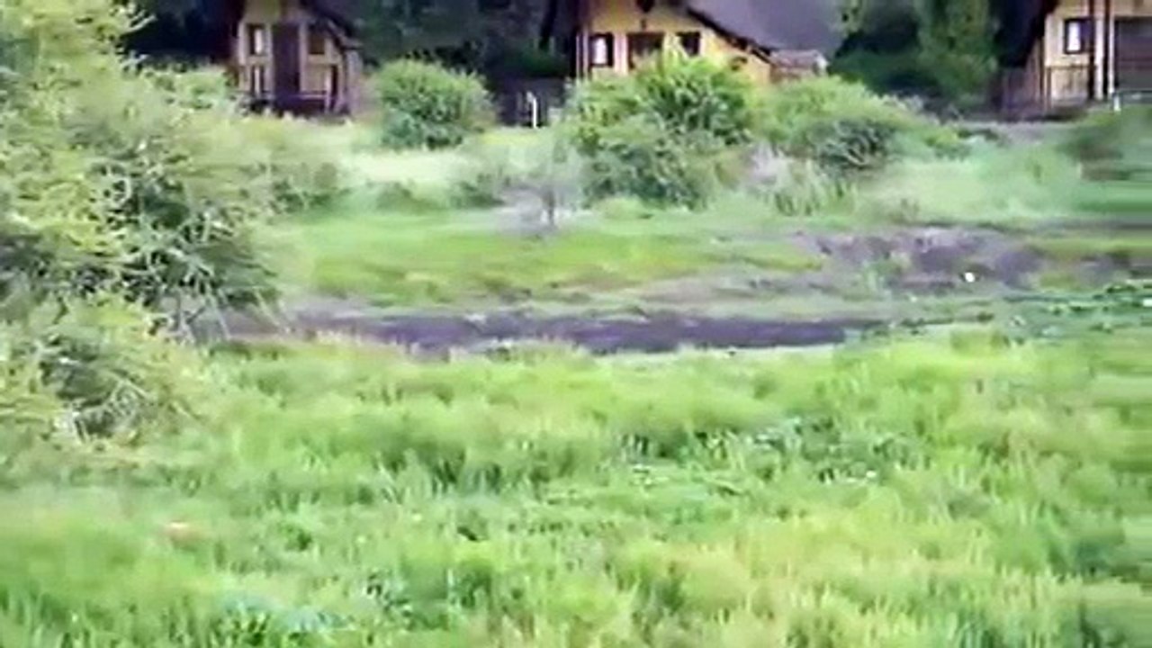 Animal Attack lions attack baby cow of another lion Top ten10@attack to attack