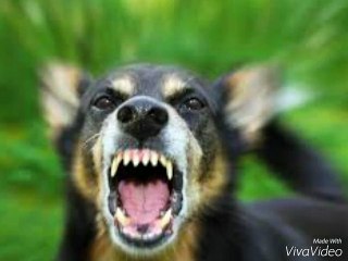 Over The Hedge Winnie the Pooh Scene: Bear Transformation