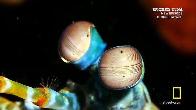 Исследователь 2.0: Раскройте пошире глаза 2016