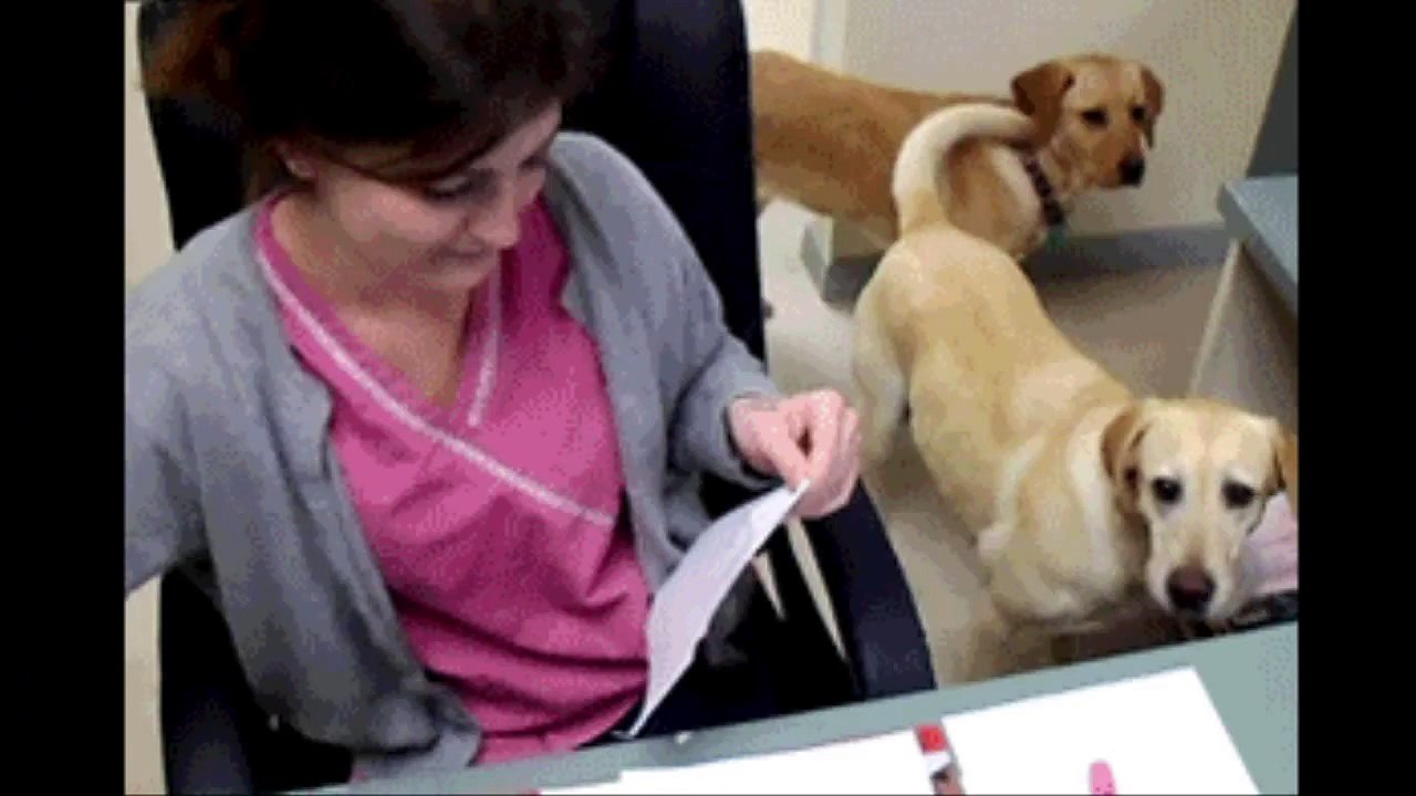 Funny Animals Compilation #9