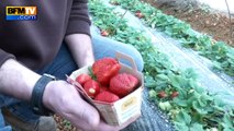 La fraise Gariguette en avance et étonnamment grosse cette année