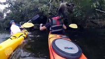 Monkeys Attacks Kayaker | Monkey Island