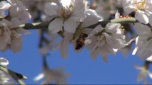 Kahramanmaraş'ta Badem Ağaçları Çiçek Açtı