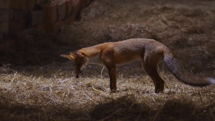 Une ferme sauvage sur France 3 - le renard