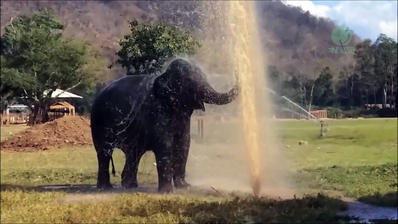 Un éléphant retombe en enfance en jouant avec un jet d'eau