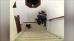 Ce chien a une curieuse méthode pour grimper les escaliers