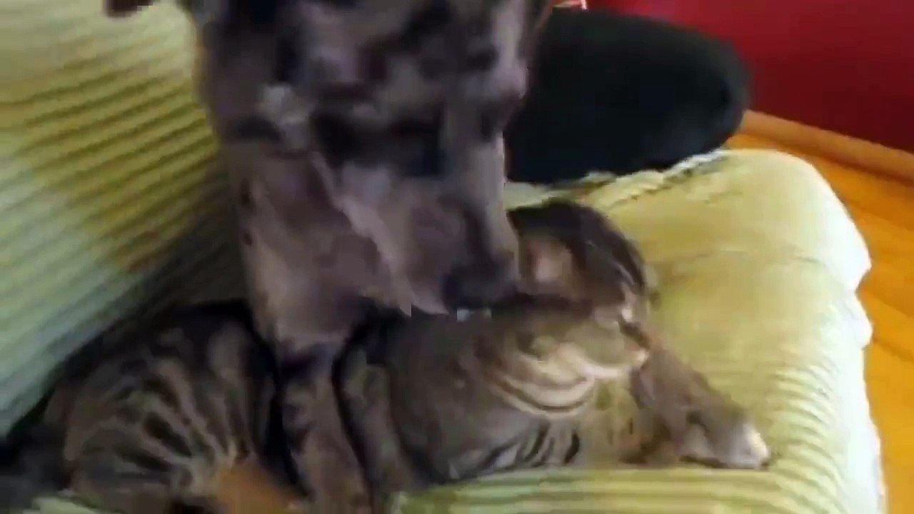 Comme chien et chat - Quel beau couple