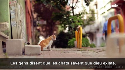 « Kedi », heureux comme un chat à Istanbul