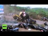 Road Rampage: Elephant goes wild in India, smashes cars