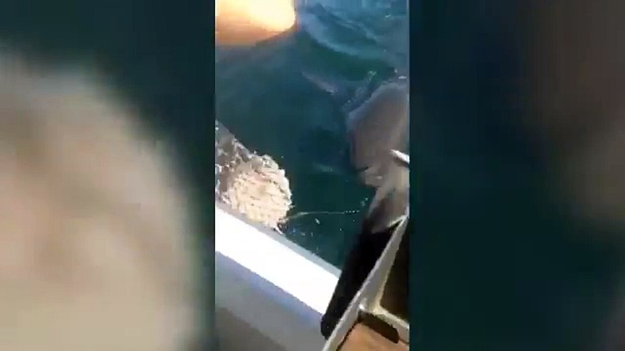 Great white shark launches terrifying attack on small fishing boat in the middle of the ocean