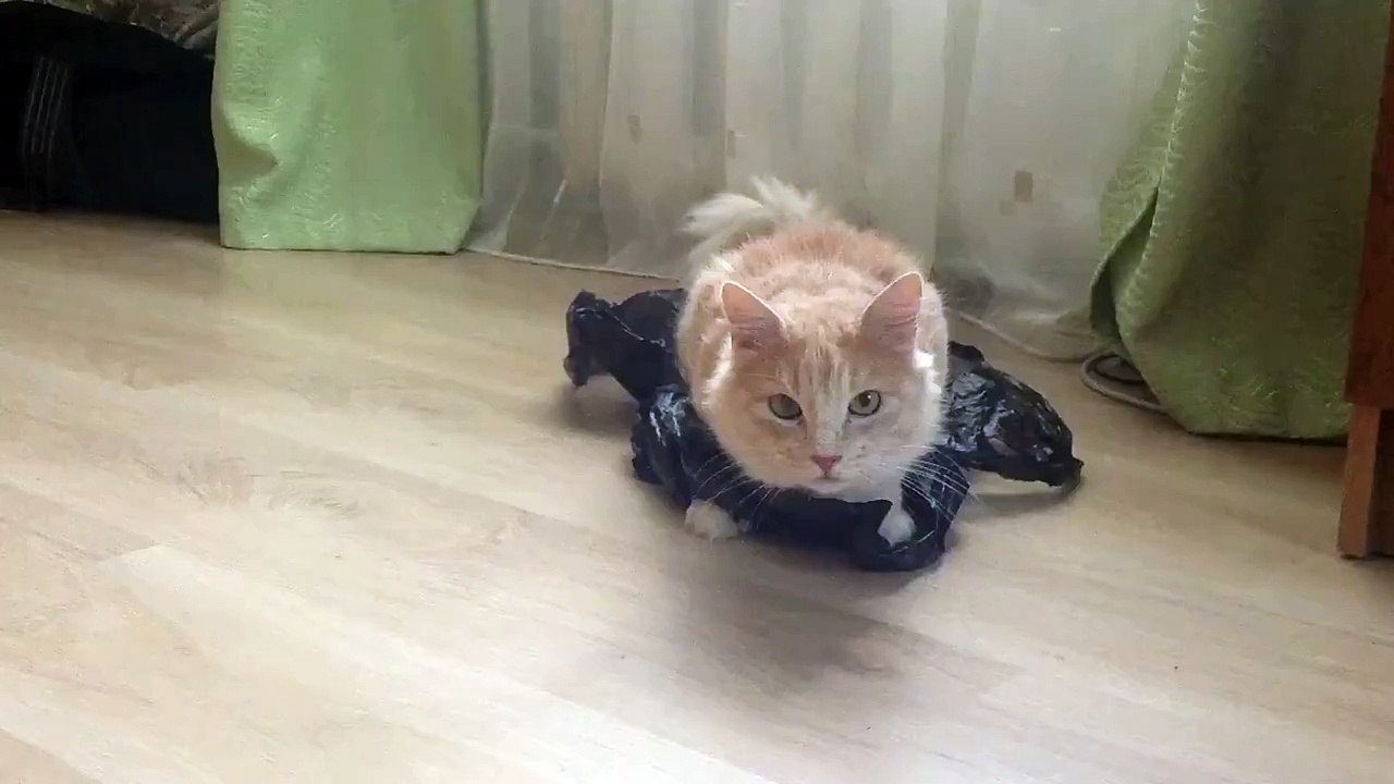 Кот на скользком полу