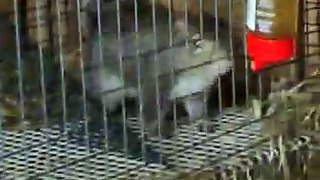 Squirrels at Animals In Distress