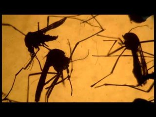 STUDIUESIT FRANCEZE GJEJNE LIDHJE MES VIRUSIT ZIKA DHE SINDROMIT PARALIZUES LAJM