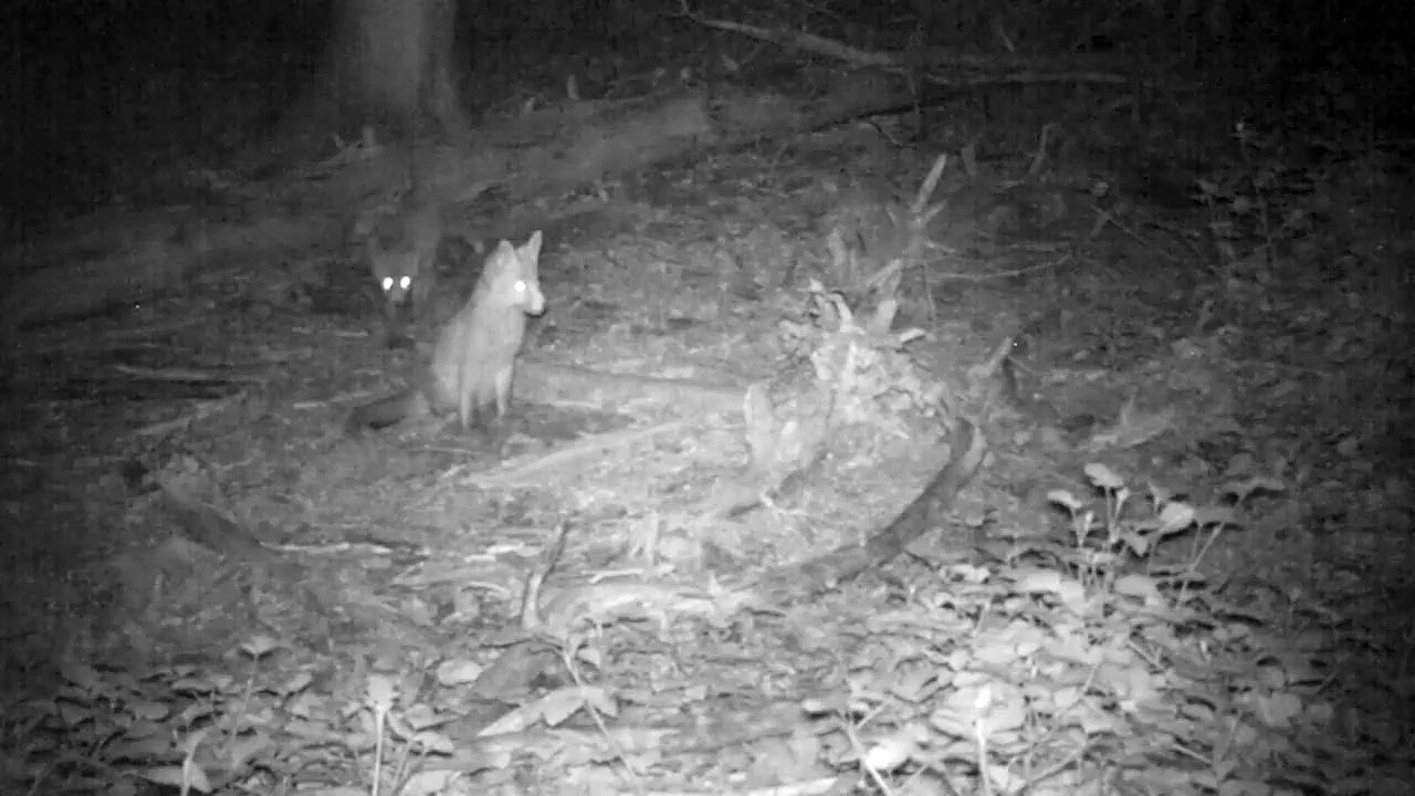 Scènes de vie des renardeaux - La grosse frayeur des renardeaux !