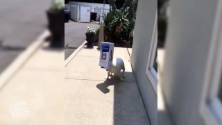 This Dog Loves Cardboard Boxes More Than Anything And Its Hilarious