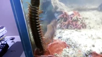 Man finds metre-long bristle worm that's been hiding in his fish tank for 2 years