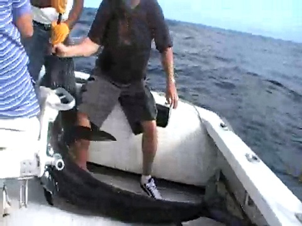 Bob's Marlin in Lap & injury