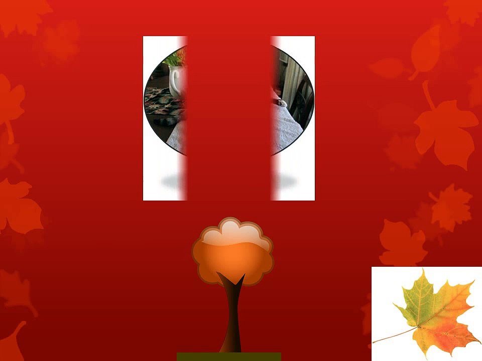 happy Halloween from the cat! :)