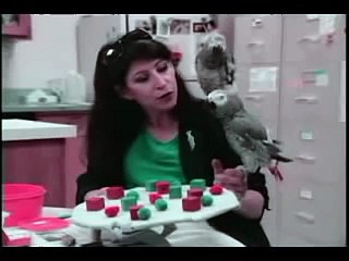 O Cérebro das Aves (Dublado) - Documentário