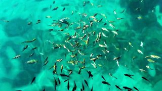 Рыбы, Экскурсия по 4-ем островам с острова Koh Chang (Таиланд)