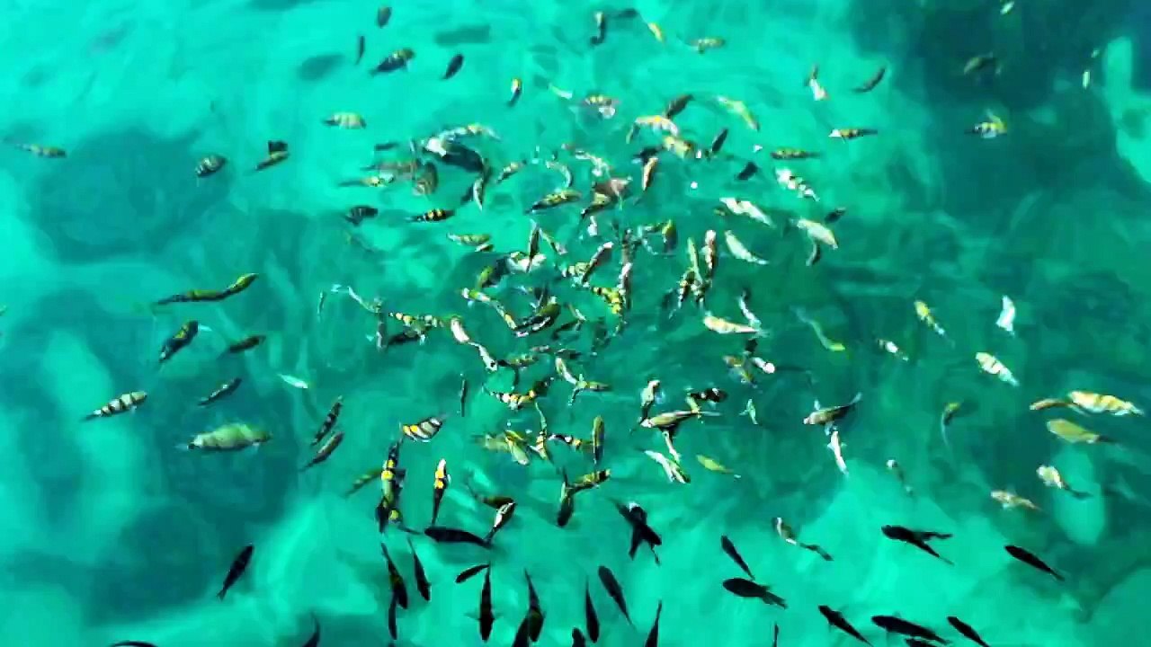 Рыбы, Экскурсия по 4-ем островам с острова Koh Chang (Таиланд)