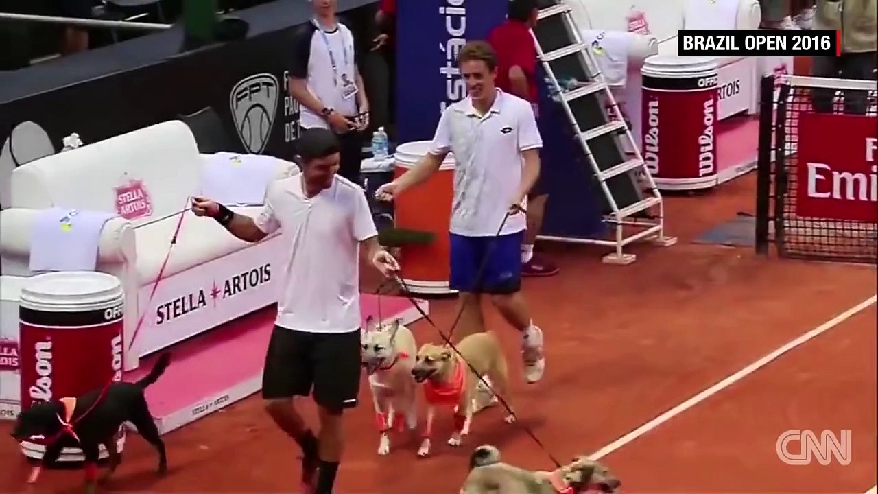 Street dogs retrieve balls during tennis tournament