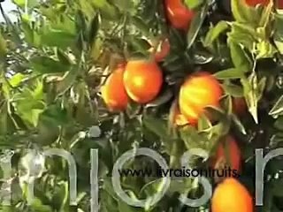 Livraison de fruits 1