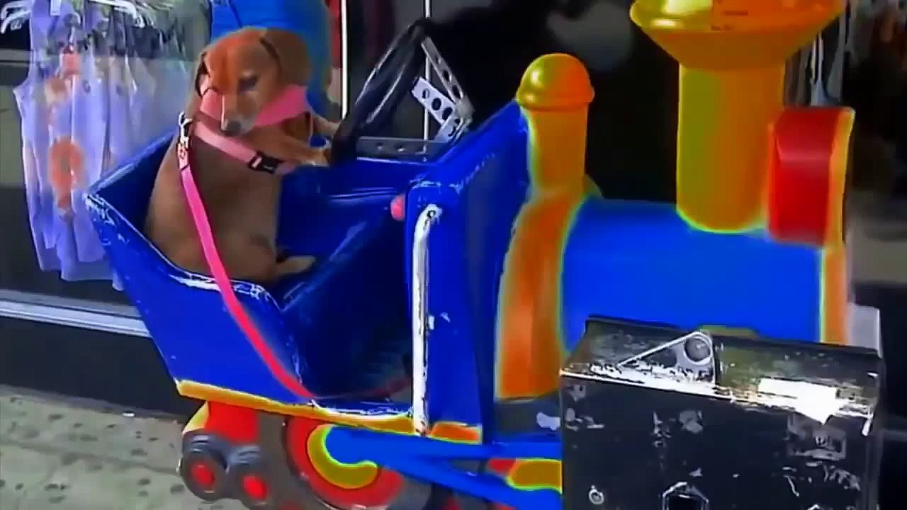 Funny dogs, Funny cats, Funny animals 2015