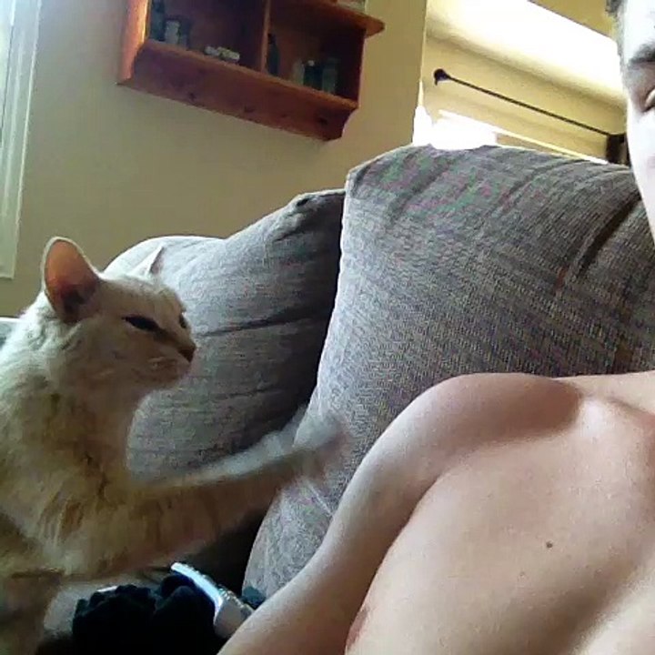 Really cute cat playing with her owner