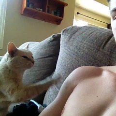 Really cute cat playing with her owner