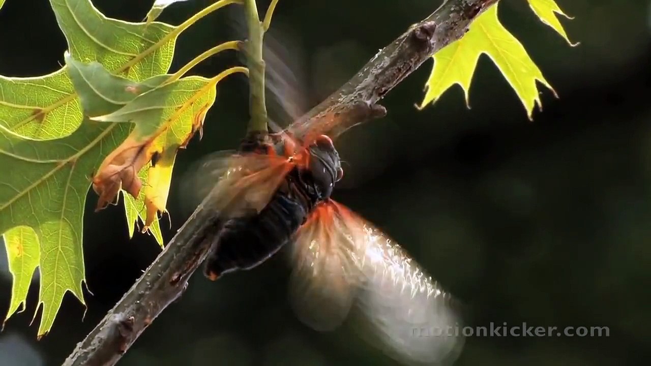 Return of the Cicadas .