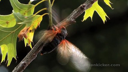 Return of the Cicadas .
