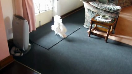 Swearing Cockatoo Again