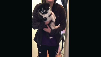 Talking husky puppy