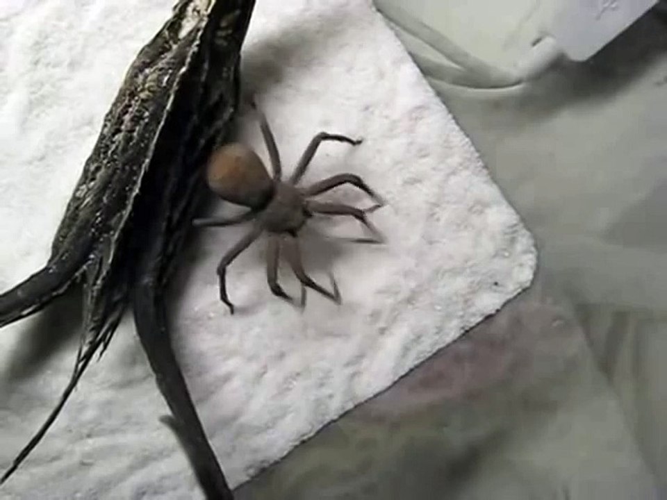 The Spider Who Couldn't Hide