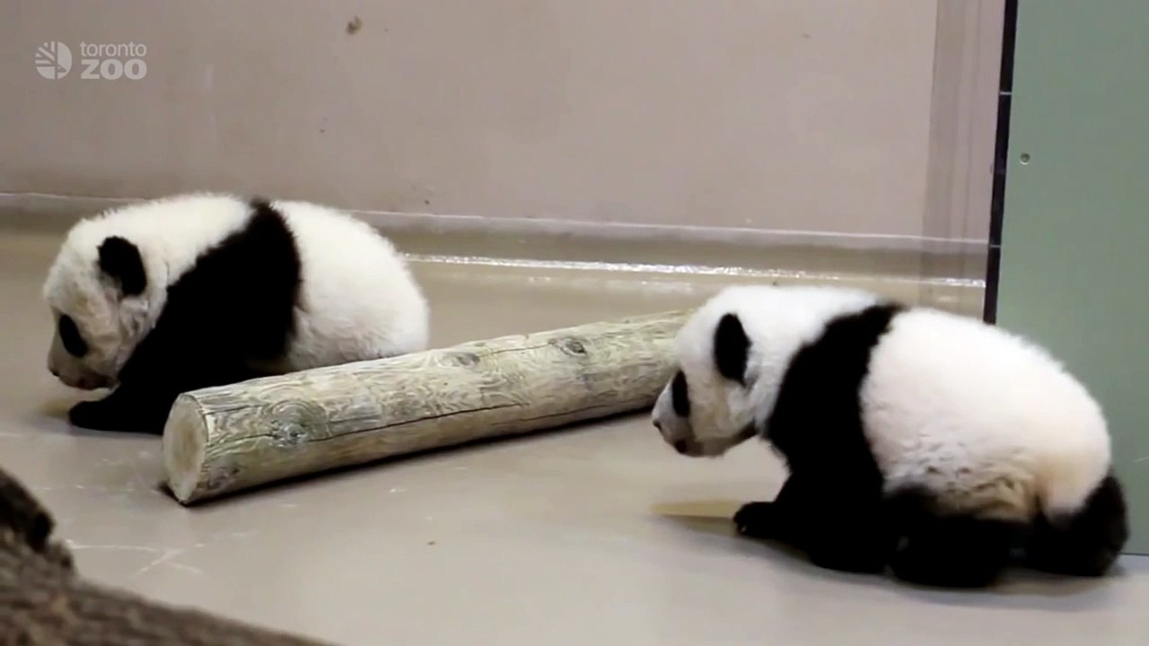 Adorable : ces deux pandas font leurs premiers pas