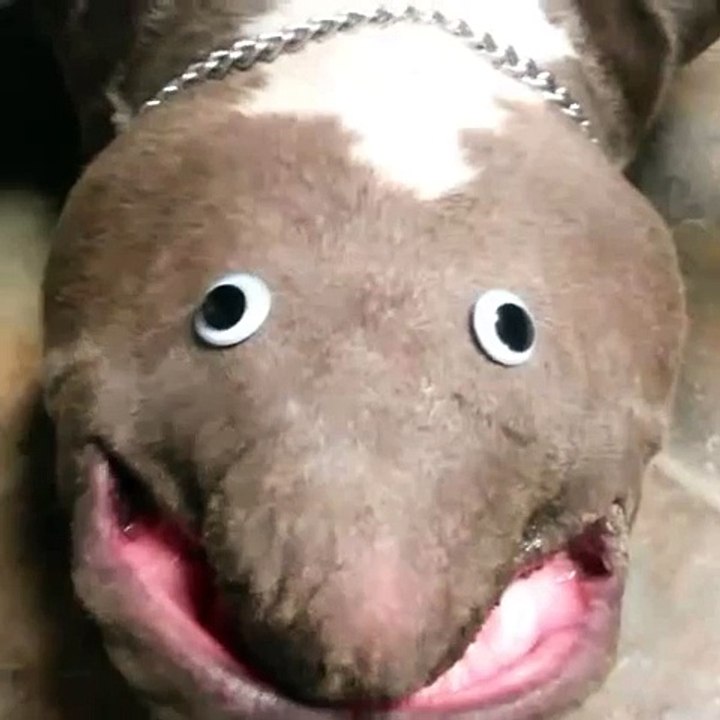 This is my new breed very exotic #unafeyedbullyz