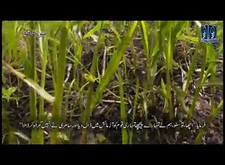 سورة طہٰ کی چند خوبصورت آیات جب حضرت موسیٰ کے کوہ طور پر جانے کے بعد بستی والوں نے سامری بچھڑے کو پوجنا شروع کر دیا تو
