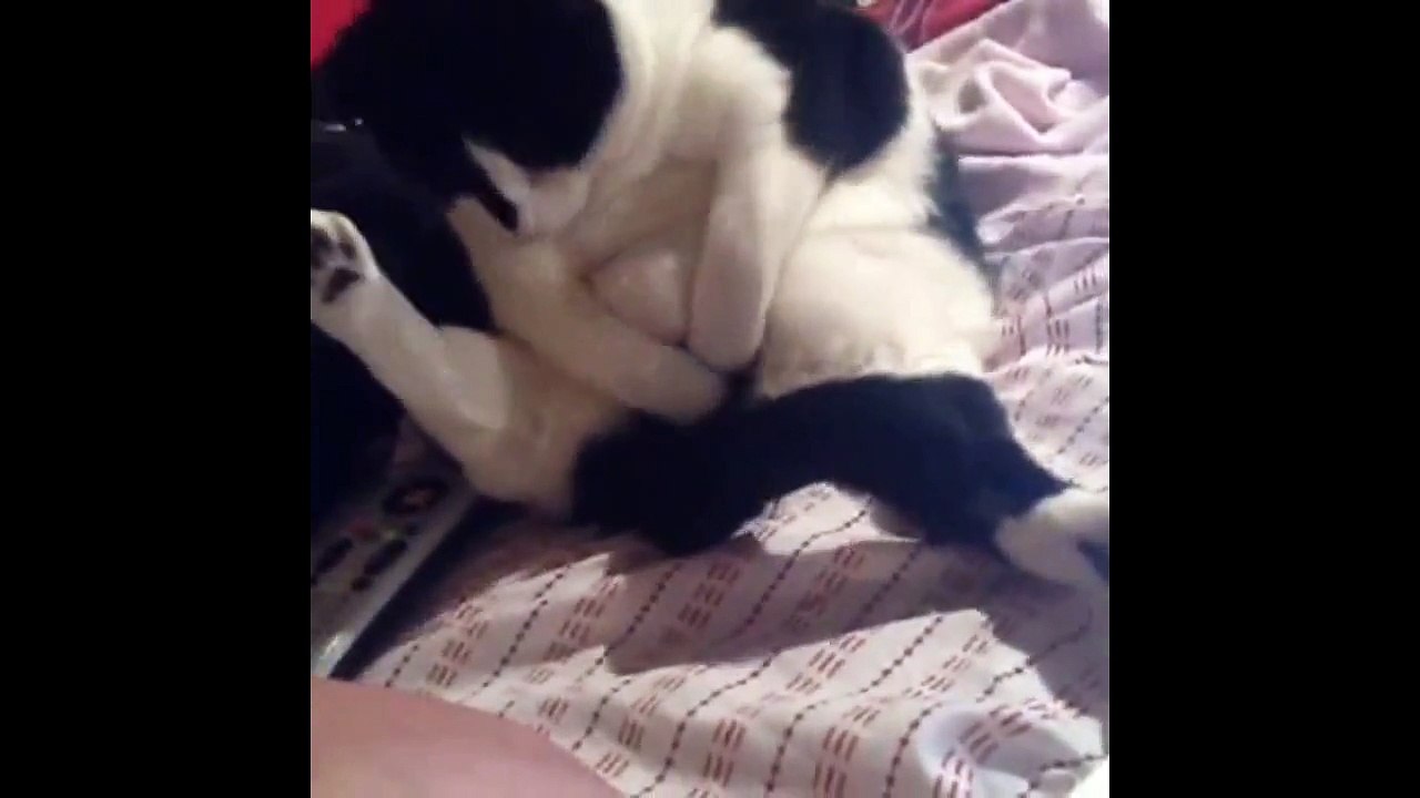 Cat Fails and Complications | Best Ones