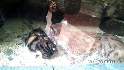 Ce chat insouciant s'est retrouvé dans la cage d'un lynx, ce qui s'en suivra est incroyable