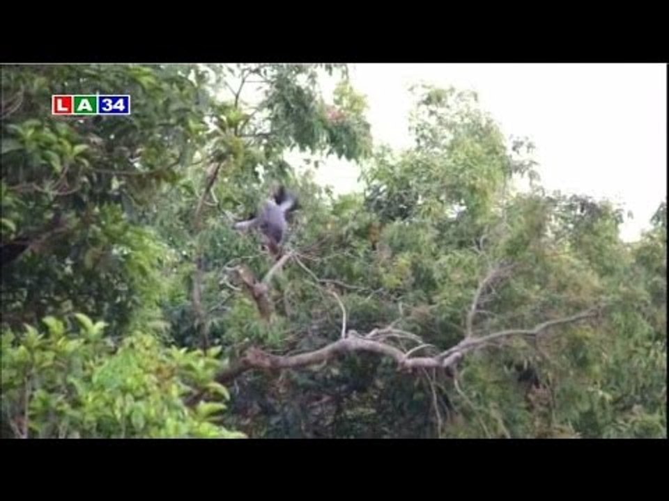 Bản tin thời sự sáng 22 1 2016 | LATV