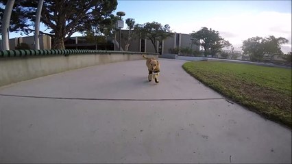 Protez Bacaklarıyla Koşturan Daisy'nin Mutluluğu