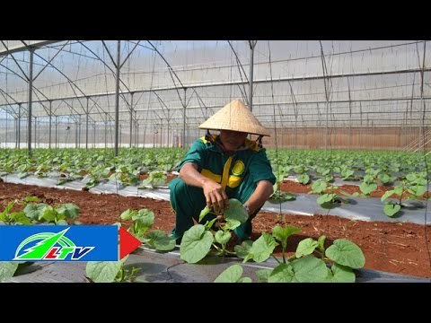 Ứng dụng công nghệ cao vào sản xuất nông nghiệp | LTV