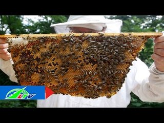 "Phất" lên nhờ nuôi ong | LTV