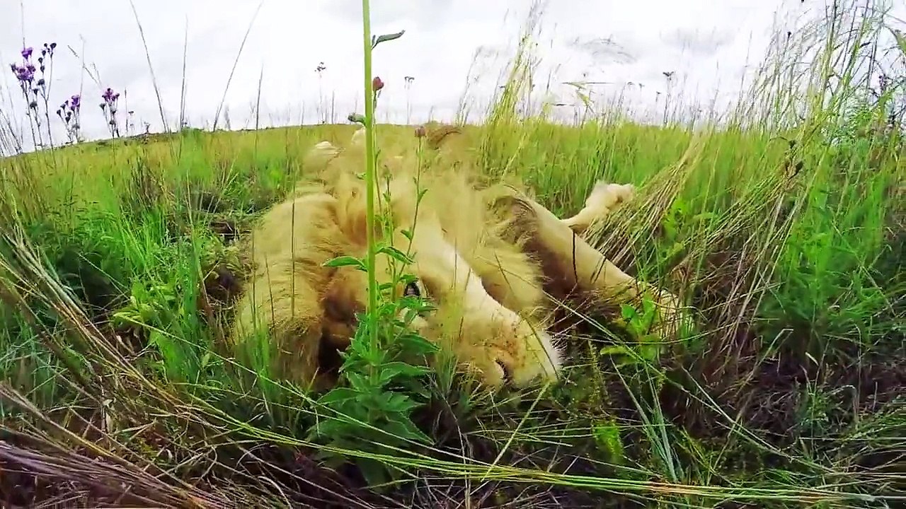 Un homme fait de gros câlins à des lions en pleine savane
