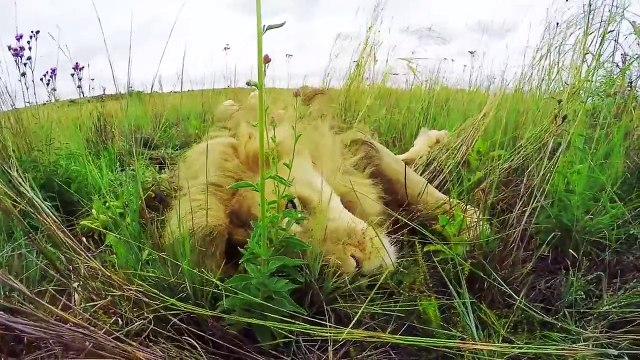 Un homme fait de gros câlins à des lions en pleine savane