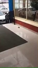 Un petit oiseau sauve un autre qui a heurté une vitre